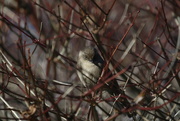 31st Jan 2015 - Bushtit