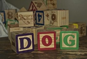 4th Feb 2015 - "D" is for Dog