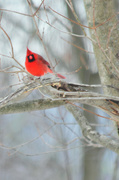 4th Feb 2015 - Mr.Cardinal