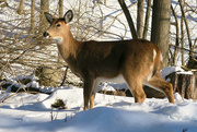 5th Feb 2015 - Doe, a deer!  