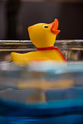 4th Feb 2015 - Duckie in a blue pond (D-day