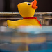 Duckie in a blue pond (D-day by randystreat