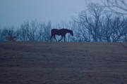 4th Feb 2015 - Dog Follows Horse