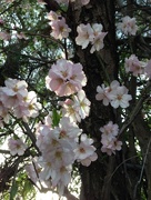 4th Feb 2015 - Tree Blossoms