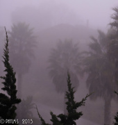 4th Feb 2015 - Foggy Palms All in a Row