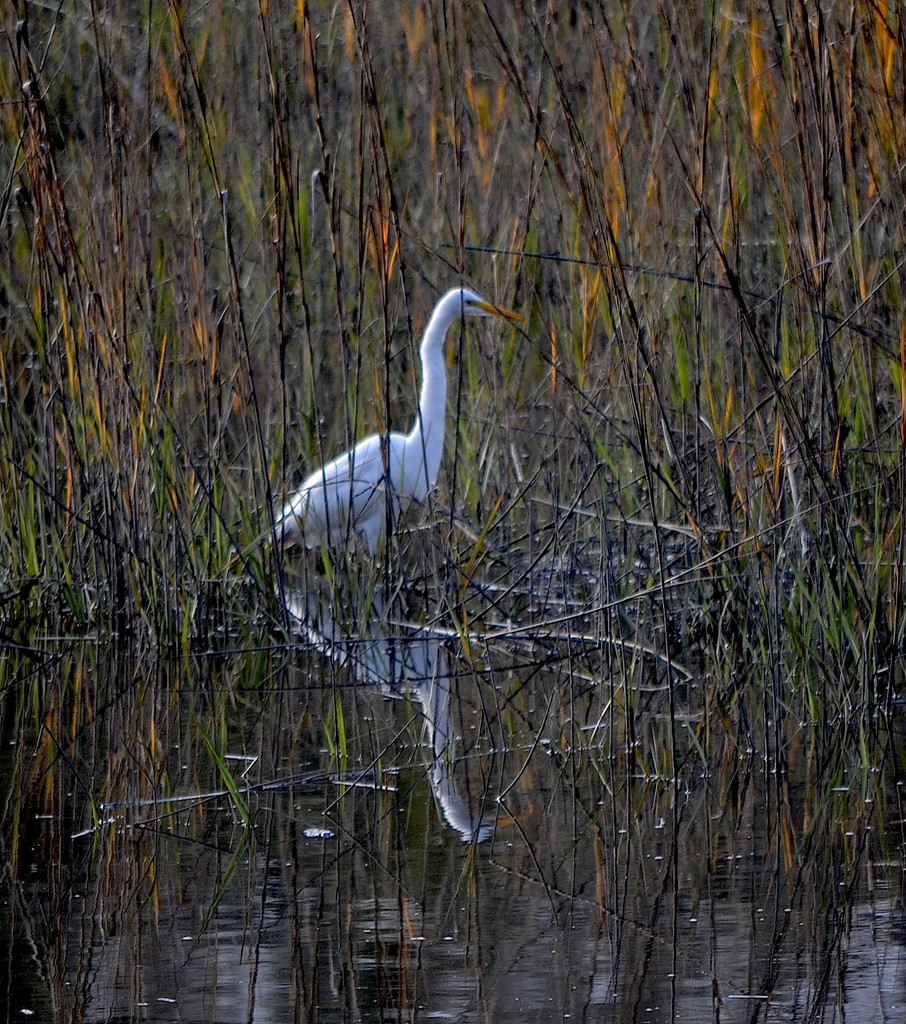 Egret, Charles Towne Landing State Historic Site, Charleston, SC by congaree