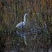 Egret, Charles Towne Landing State Historic Site, Charleston, SC by congaree