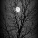 By Moonlight by linnypinny