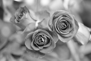 5th Feb 2015 - Roses