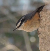 2nd Feb 2015 - Red Breasted Nuthatch