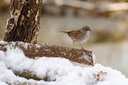 2nd Feb 2015 - Dunnock in the snow