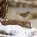 Dunnock in the snow by barrowlane