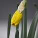 Our first Daffodil of the season ready to burst open! by markandlinda