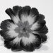 Primula in b/w by elisasaeter