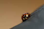 5th Feb 2015 - Ladybug