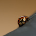 Ladybug by leonbuys83
