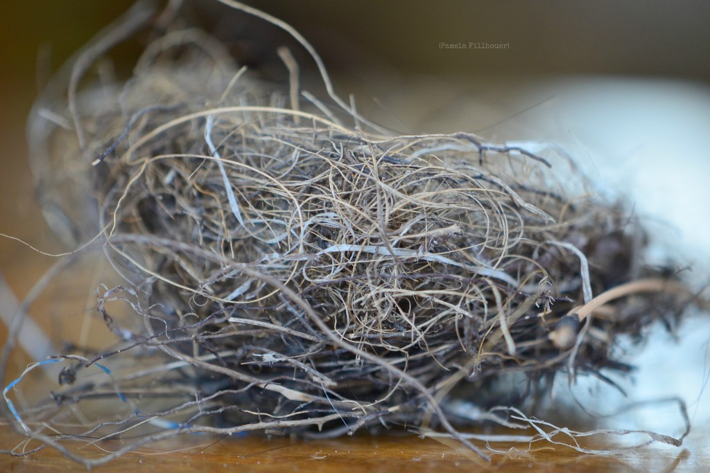 nesting.. by earthbeone