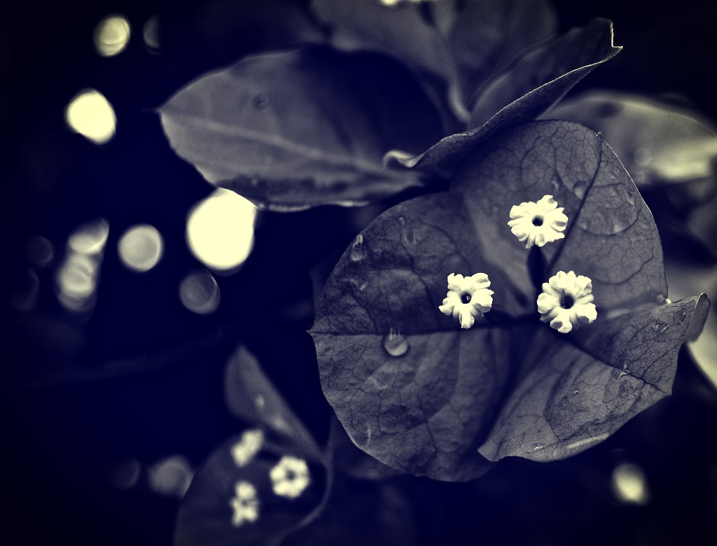 Little white flowers by brigette