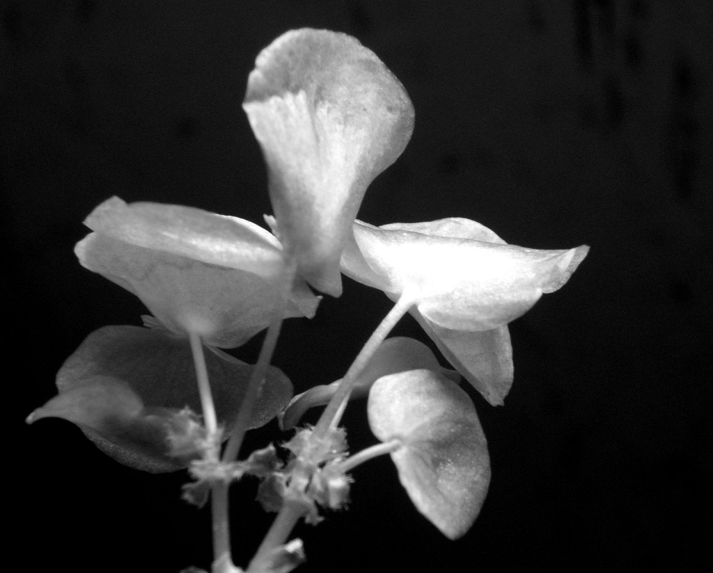 Winter Begonia by daisymiller