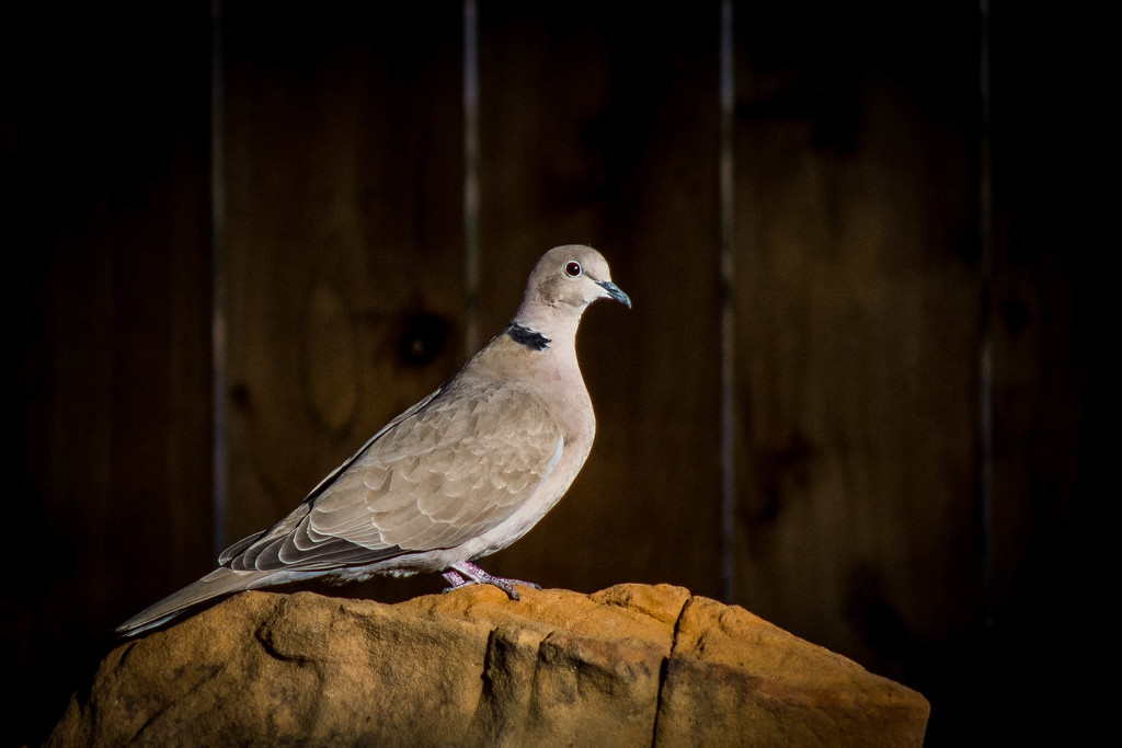 Mourning Dove Evening Light by ckwiseman
