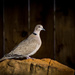 Mourning Dove Evening Light by ckwiseman