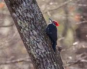 5th Feb 2015 - 035/365 Pileated woodpecker
