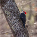 035/365 Pileated woodpecker by rontu