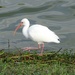 White Ibis by annepann