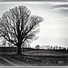 Lone Tree by essiesue
