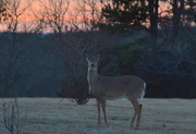 5th Feb 2015 - Deer at Sunset