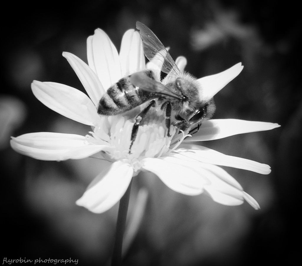 Bee black and white by flyrobin