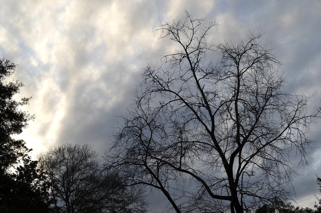Winter bare tree and clouds, Charles Towne Landing State Historic Site, Charleston, SC by congaree