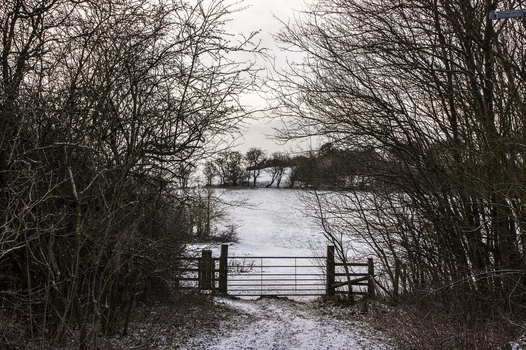 Just a sprinkling of the white stuff by shepherdman