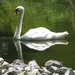Swan cropped copy by dancingmydance