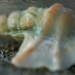 seashell by callymazoo