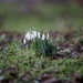 Galanthus-St Mary's Church Yard, North Mymms. by padlock