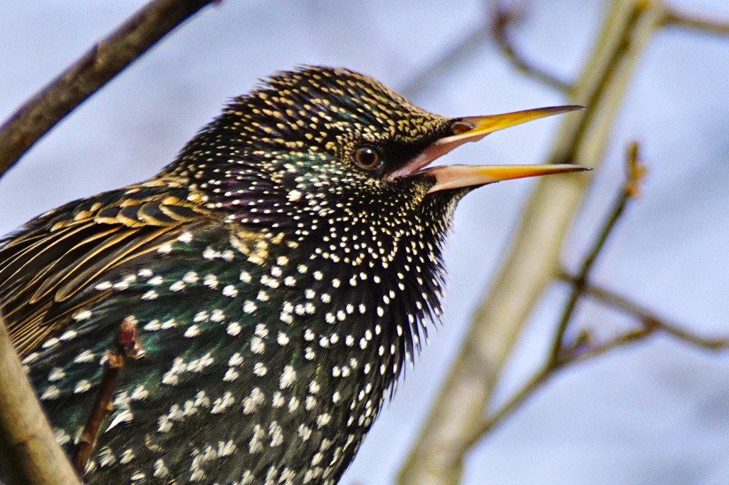 SCREAMING STARLING by markp