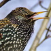 SCREAMING STARLING by markp