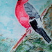 Bullfinch painting acrylics by jennymdennis