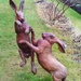 Boxing hares by jennymdennis