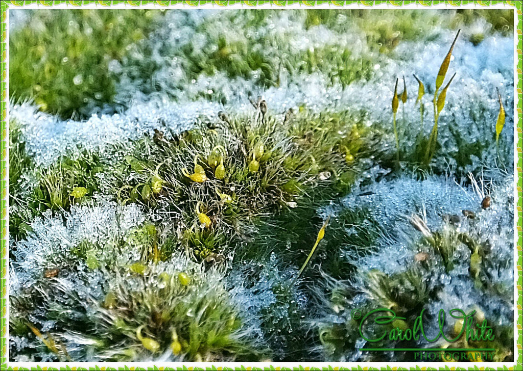 Frosted Moss by carolmw