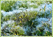 6th Feb 2015 - Frosted Moss