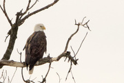 6th Feb 2015 - Eagle on a branch
