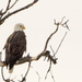Eagle on a branch by rminer