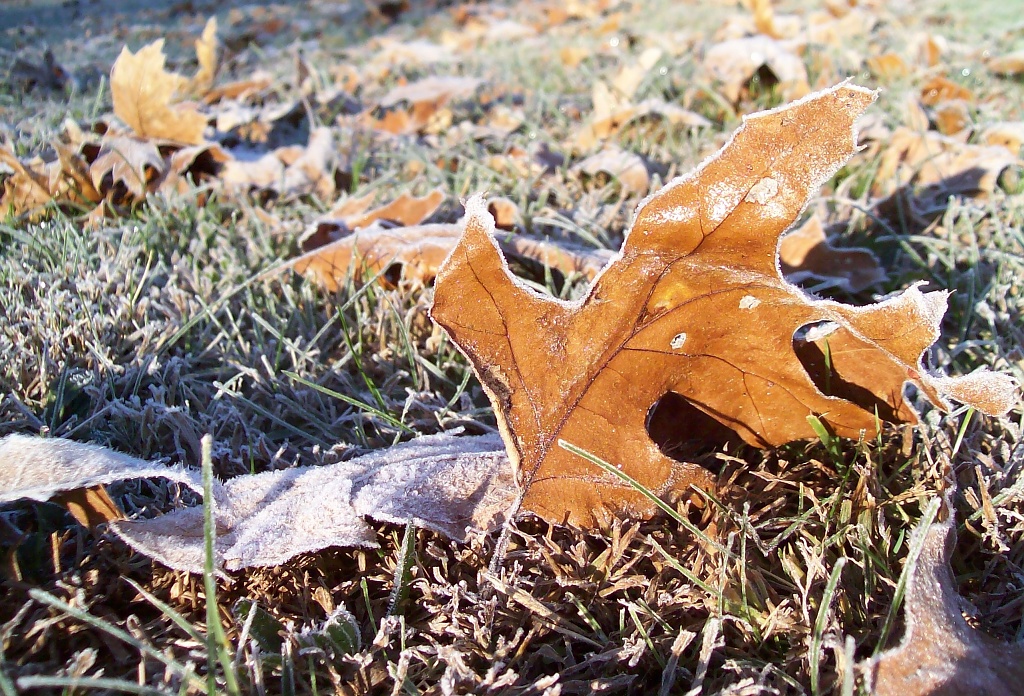 Frosty Leaves!  by julie