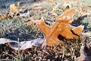 1st Nov 2010 - Frosty Leaves! 