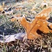 Frosty Leaves!  by julie