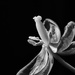 Tulip Stamen & Pistil by leonbuys83
