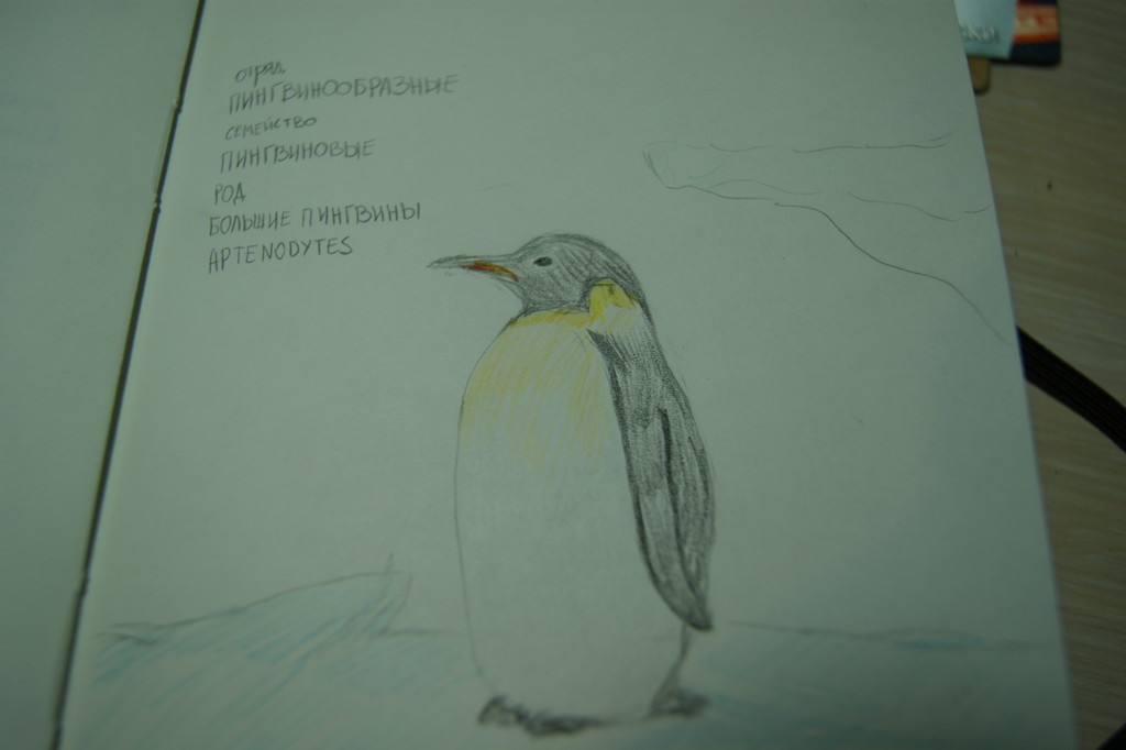 пингвин by inspirare