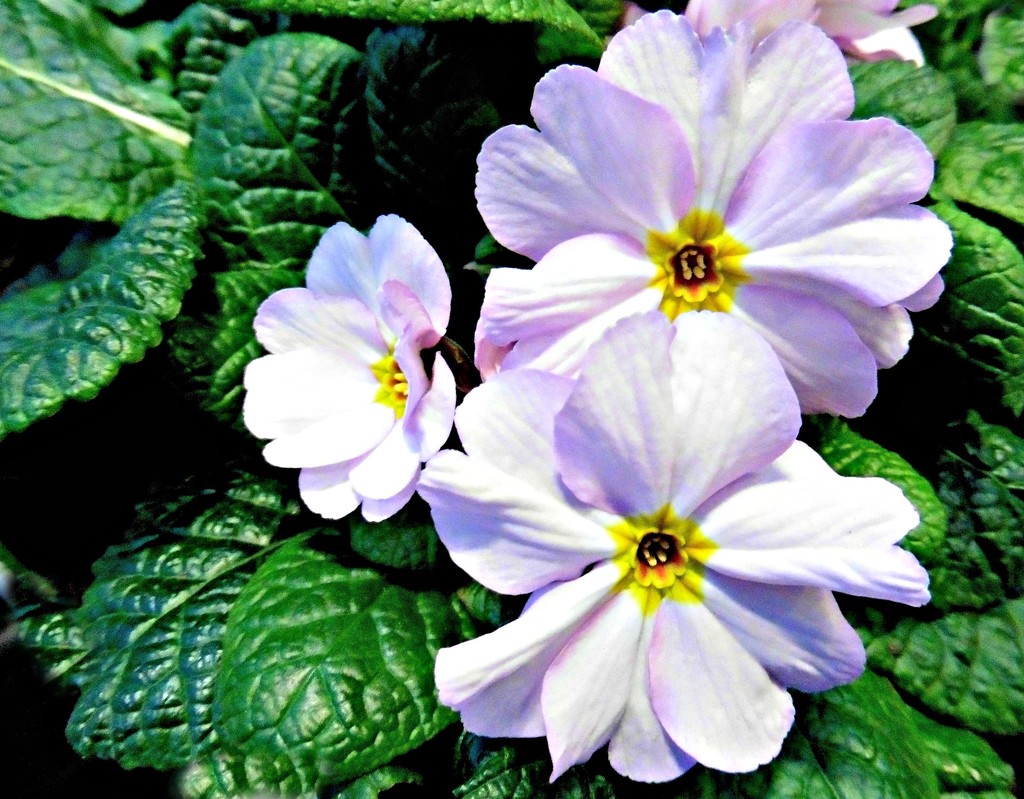 Spring Primula by wendyfrost
